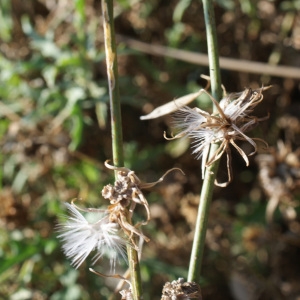 Photographie n°953936 du taxon Chondrilla juncea L. [1753]