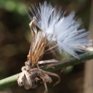 Photographie n°953940 du taxon Chondrilla juncea L. [1753]