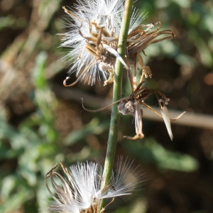 Photographie n°953941 du taxon Chondrilla juncea L. [1753]