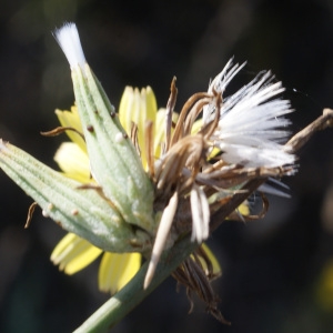 Photographie n°953947 du taxon Chondrilla juncea L. [1753]