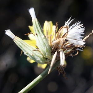 Photographie n°953948 du taxon Chondrilla juncea L. [1753]