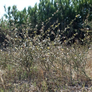 Photographie n°953956 du taxon Chondrilla juncea L. [1753]