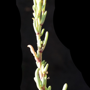 Photographie n°953962 du taxon Inula crithmoides L. [1753]