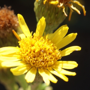 Photographie n°953972 du taxon Inula crithmoides L. [1753]