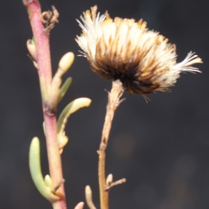 Photographie n°953980 du taxon Inula crithmoides L. [1753]