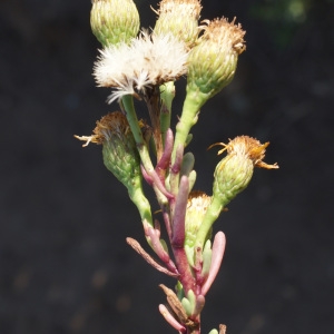 Photographie n°953982 du taxon Inula crithmoides L. [1753]