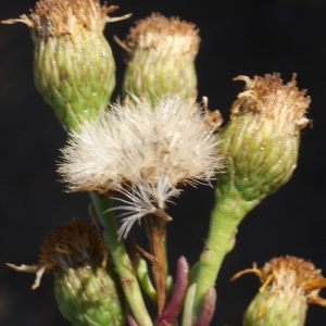 Photographie n°953984 du taxon Inula crithmoides L. [1753]