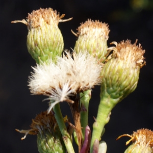 Photographie n°953985 du taxon Inula crithmoides L. [1753]