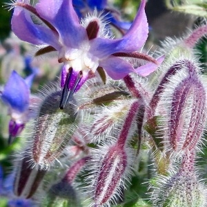 Borago officinalis [nn] par Madeleine Sarran le 14/09/2013 - Le Glaizil