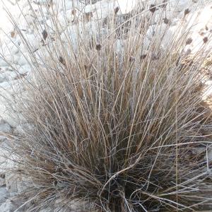 Photographie n°954798 du taxon Schoenus nigricans L. [1753]