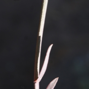 Photographie n°955361 du taxon Tripolium pannonicum (Jacq.) Dobrocz. [1962]