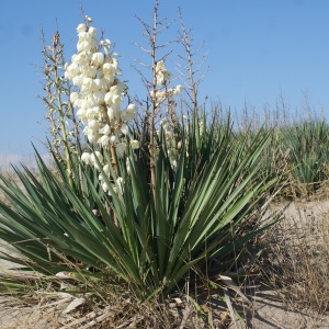 Photographie n°955373 du taxon Yucca gloriosa L. [1753]