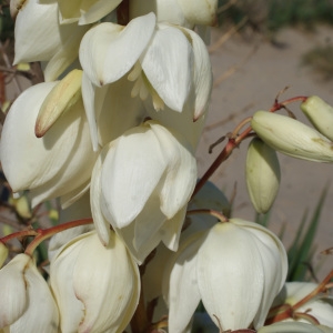 Photographie n°955377 du taxon Yucca gloriosa L. [1753]