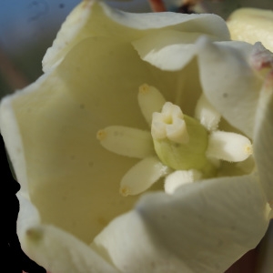 Photographie n°955380 du taxon Yucca gloriosa L. [1753]