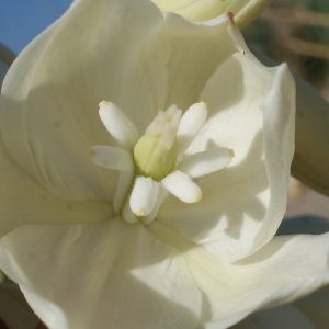 Photographie n°955383 du taxon Yucca gloriosa L. [1753]