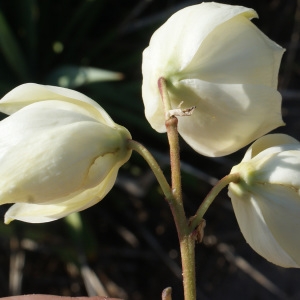 Photographie n°955386 du taxon Yucca gloriosa L. [1753]