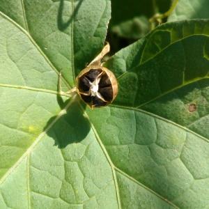 Photographie n°955417 du taxon Ipomoea purpurea (L.) Roth [1787]