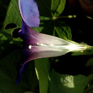  - Ipomoea purpurea (L.) Roth [1787]