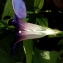  Florent Beck - Ipomoea purpurea (L.) Roth [1787]