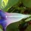  Florent Beck - Ipomoea purpurea (L.) Roth [1787]