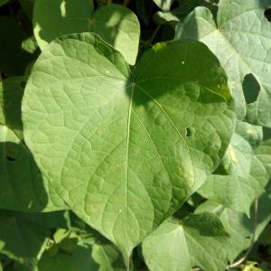 Photographie n°955433 du taxon Ipomoea purpurea (L.) Roth [1787]