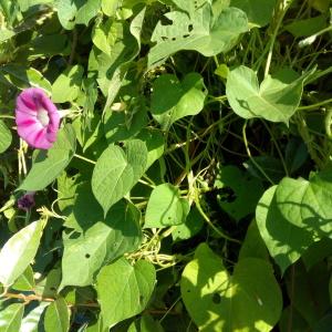 Photographie n°955435 du taxon Ipomoea purpurea (L.) Roth [1787]