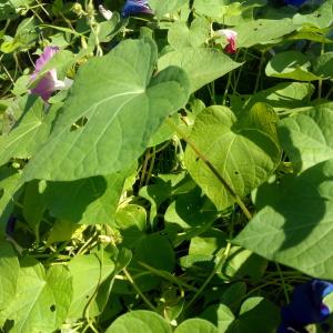 Photographie n°955439 du taxon Ipomoea purpurea (L.) Roth [1787]