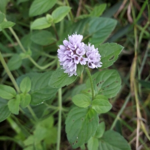 Photographie n°955775 du taxon Mentha aquatica L. [1753]