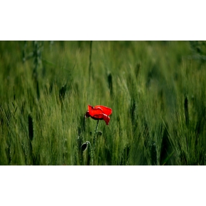 Triticum candidissimum Ard. ex Bayle-Bar. (Blé dur)