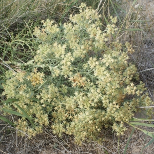 Photographie n°956392 du taxon Echinophora spinosa L. [1753]