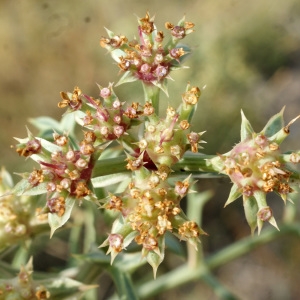 Photographie n°956395 du taxon Echinophora spinosa L. [1753]