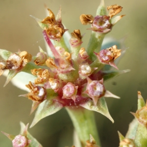 Photographie n°956396 du taxon Echinophora spinosa L. [1753]