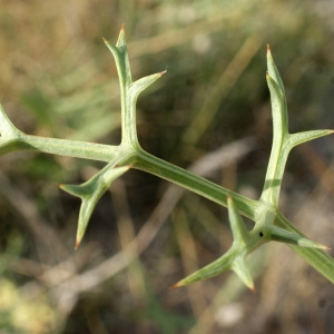 Photographie n°956397 du taxon Echinophora spinosa L. [1753]