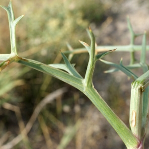 Photographie n°956398 du taxon Echinophora spinosa L. [1753]