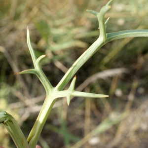 Photographie n°956400 du taxon Echinophora spinosa L. [1753]