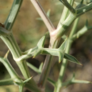 Photographie n°956402 du taxon Echinophora spinosa L. [1753]