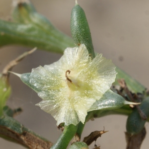 Photographie n°957281 du taxon Salsola kali L. [1753]