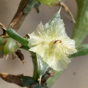 Photographie n°957283 du taxon Salsola kali L. [1753]