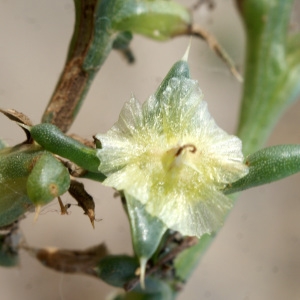 Photographie n°957284 du taxon Salsola kali L. [1753]