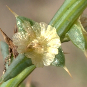 Photographie n°957285 du taxon Salsola kali L. [1753]