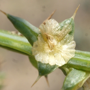 Photographie n°957286 du taxon Salsola kali L. [1753]