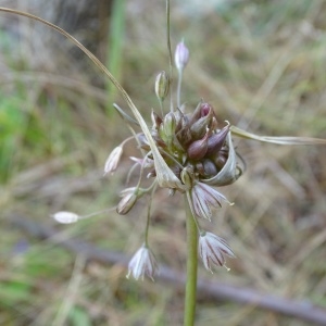 Photographie n°957287 du taxon Allium oleraceum L. [1753]
