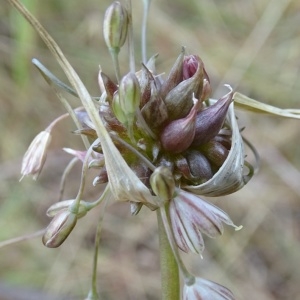 Photographie n°957288 du taxon Allium oleraceum L. [1753]