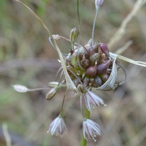 Photographie n°957291 du taxon Allium oleraceum L. [1753]