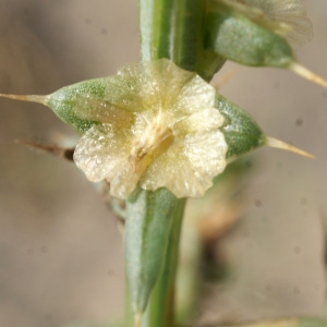 Photographie n°957292 du taxon Salsola kali L. [1753]