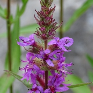 Photographie n°957293 du taxon Lythrum salicaria L.