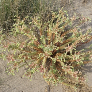 Photographie n°957294 du taxon Euphorbia paralias L. [1753]