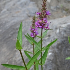 Photographie n°957299 du taxon Lythrum salicaria L.