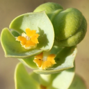 Photographie n°957300 du taxon Euphorbia paralias L. [1753]