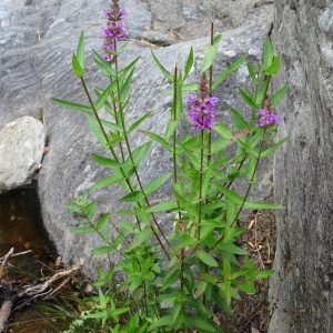 Photographie n°957301 du taxon Lythrum salicaria L.